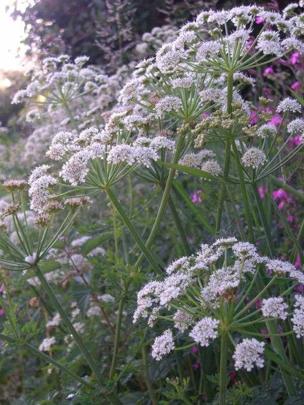 Fishinkblog-1080-Cow-Parsle