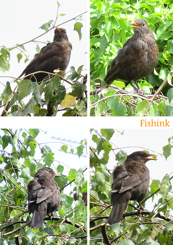 Fishinkblog 4765 Blackbird 2