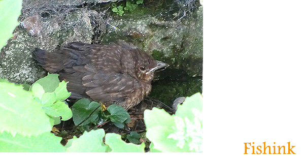 Fishinkblog 4766 Blackbird 3