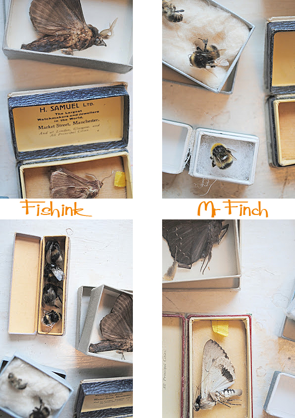 Fishinkblog 5692 Mr Finch 3