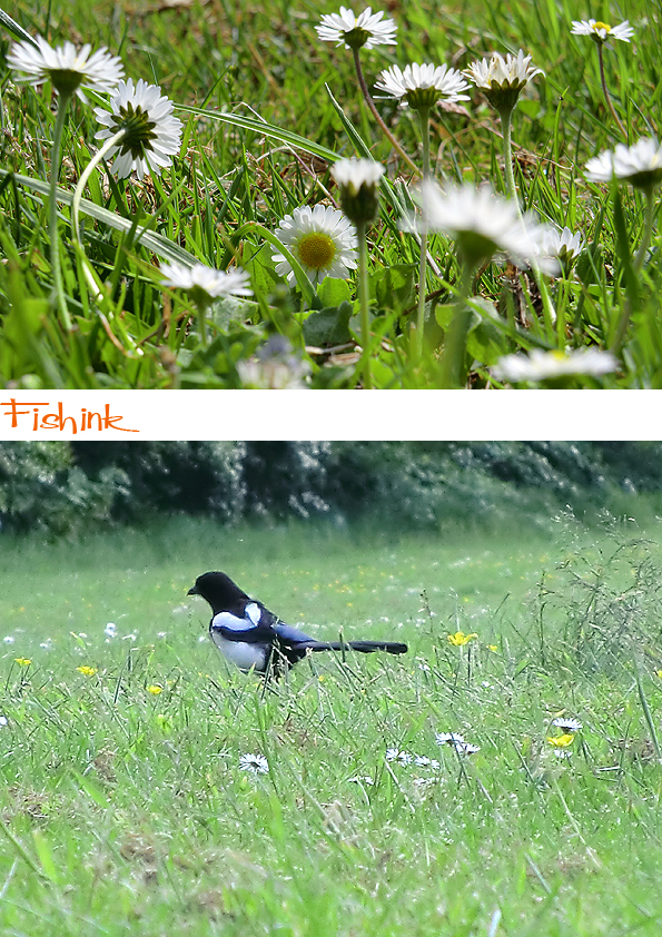 Fishinkblog 5977 Sunny Days 1