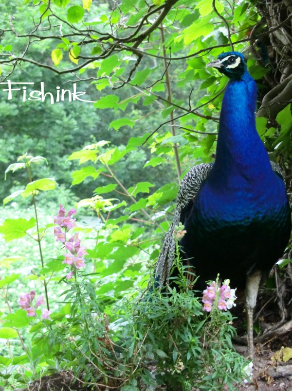 Fishinkblog 6112 Fishink in Denbighshire 11