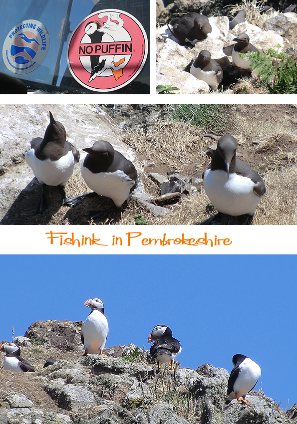 Fishinkblog 6207 Pembrokeshire 7