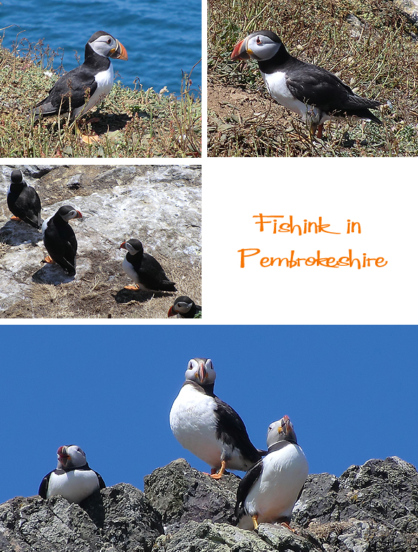 Fishinkblog 6214 Pembrokeshire 14