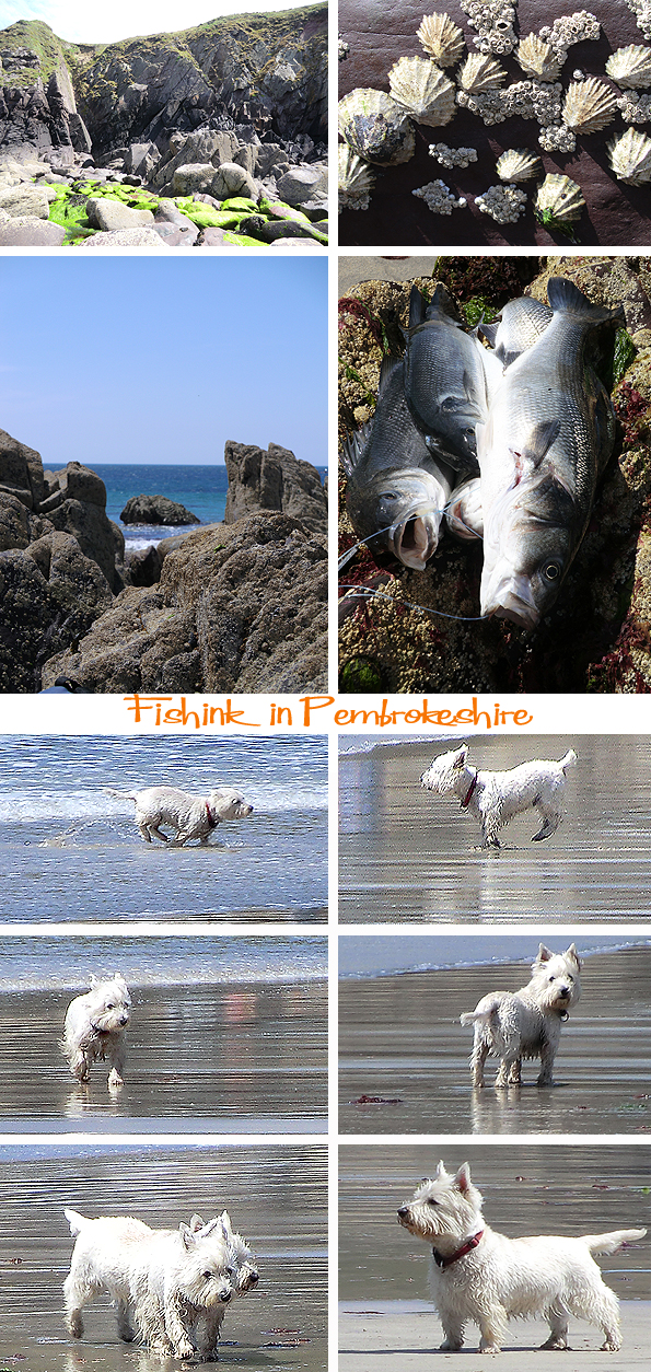Fishinkblog 6219 Pembrokeshire 19