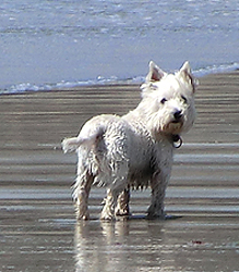 Fishinkblog 6220 Pembrokeshire 20