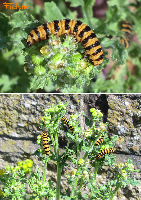 Fishinkblog 6239 Fishink Garden