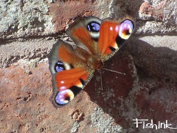Fishinkblog 6349 Butterfly