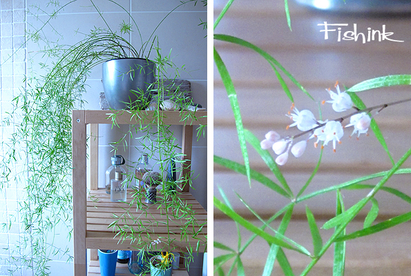 Fishinkblog 6355 Flower