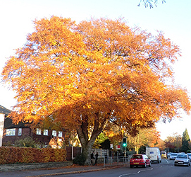 Fishinkblog 6849 Fishink Autumn 1