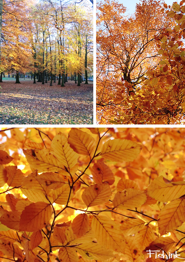 Fishinkblog 6850 Fishink Autumn 2