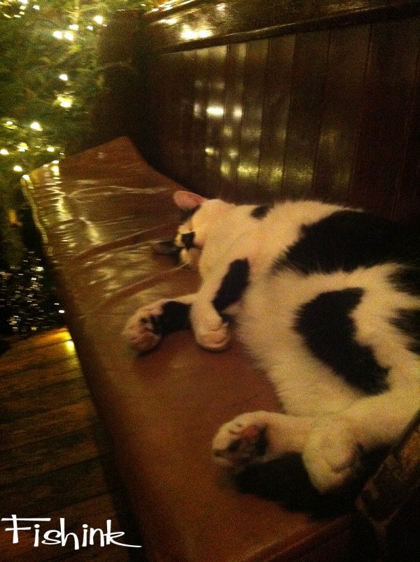 Fishinkblog 6944 Cat