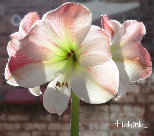 Fishink Amaryllis