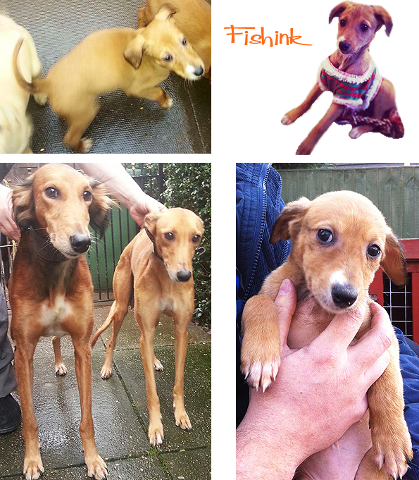 Fishinkblog 7401 Boo 1