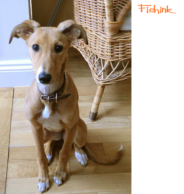 Fishinkblog 7403 Boo 3