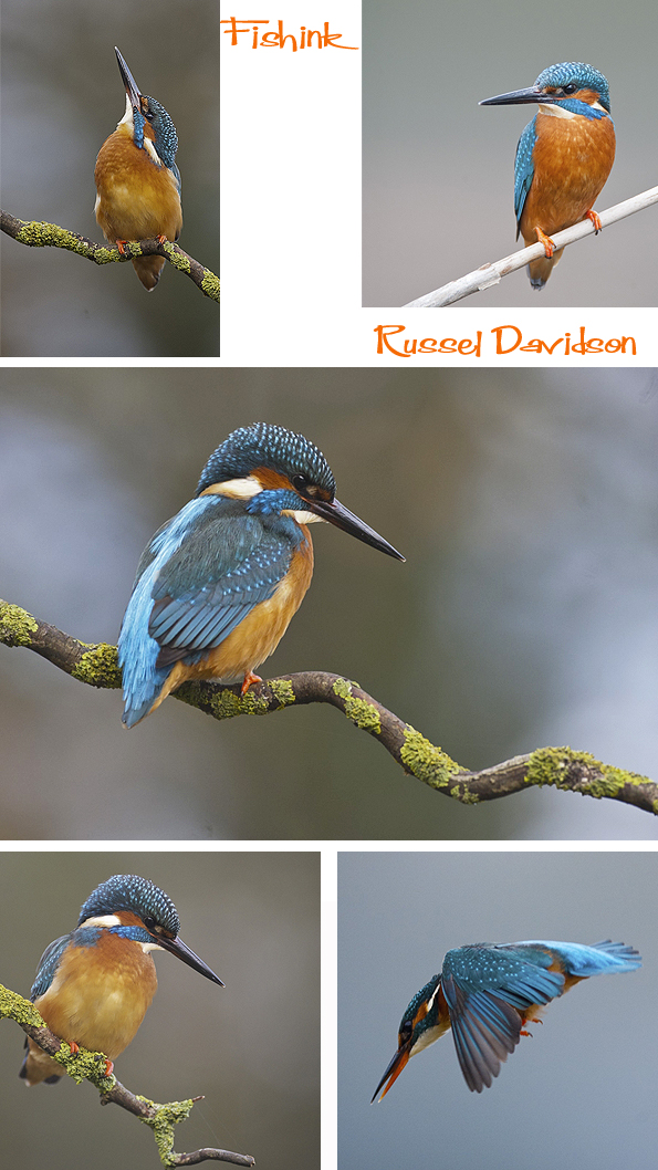 Fishinkblog 7486 Russel Davidson 1