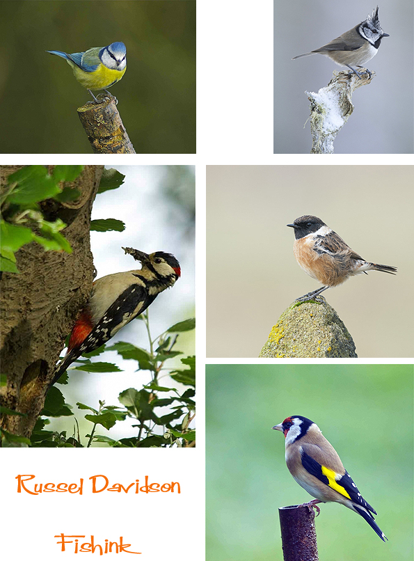 Fishinkblog 7487 Russel Davidson 2