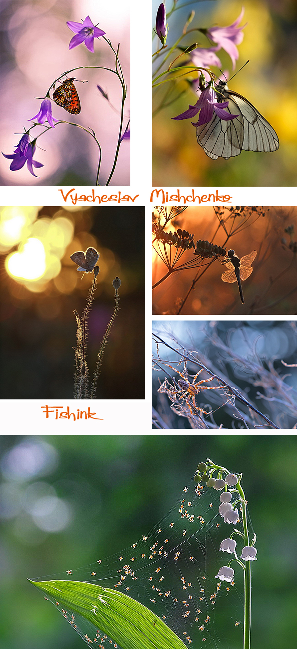 Fishinkblog 7499 Vyacheslav Mishchenko 6