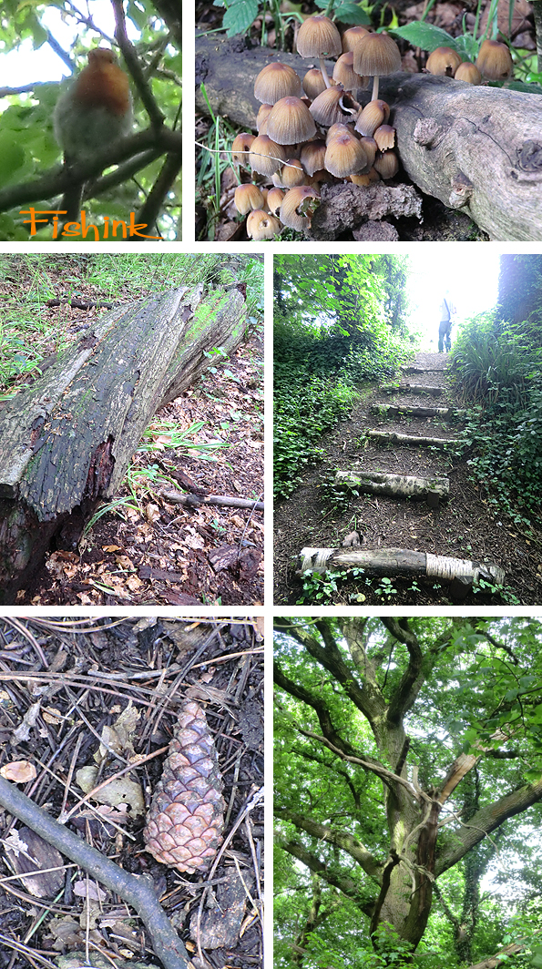 Fishinkblog 7586 Wythenshaw Woods 2