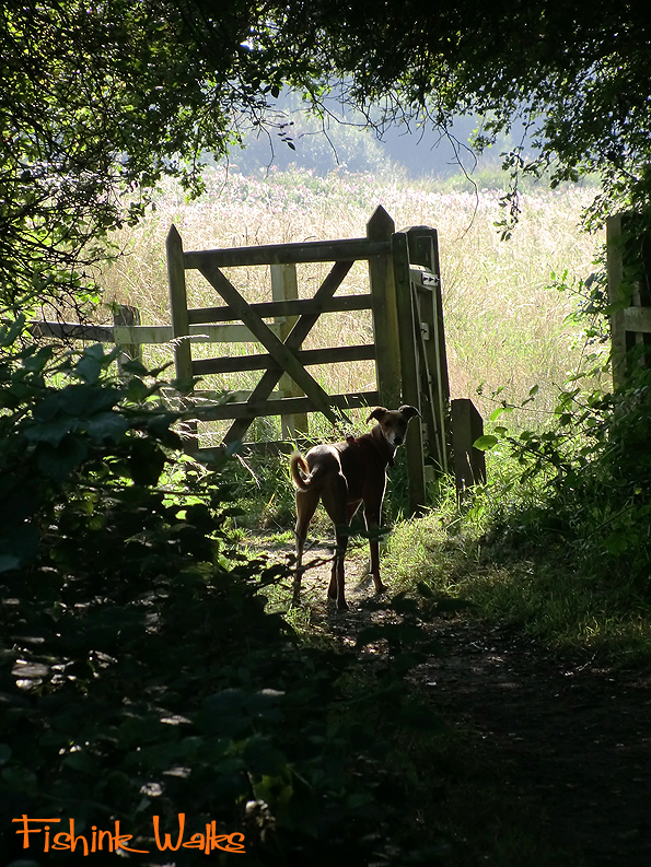 Fishinkblog 7879 Fishink Walks 4