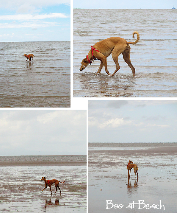 This is Boo 05 07 14