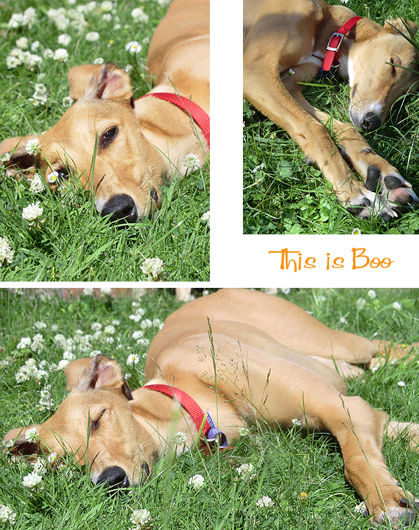 This is Boo 05a 07 14