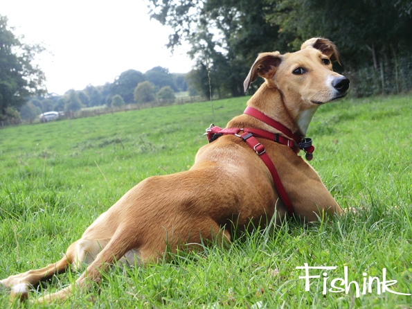 Fishinkblog 8116 Arley Hall 7