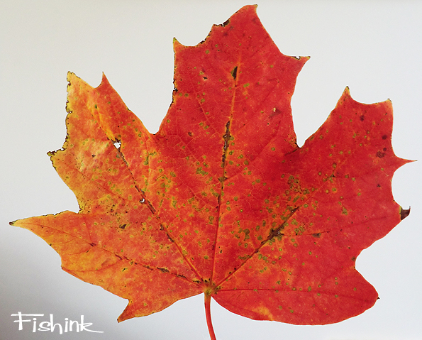 Fishinkblog 8181 Fishink images 7