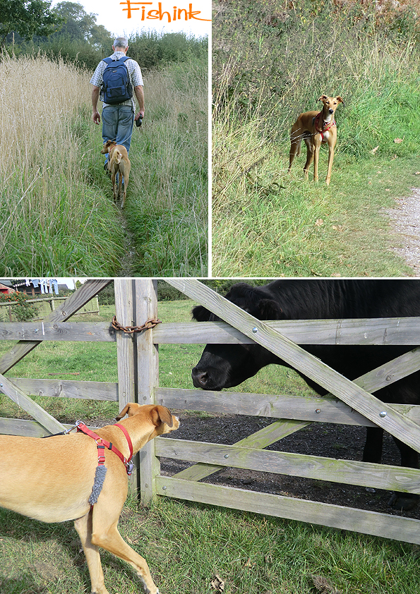 Fishinkblog 8208 Fishink Walks Dunham Massey 1