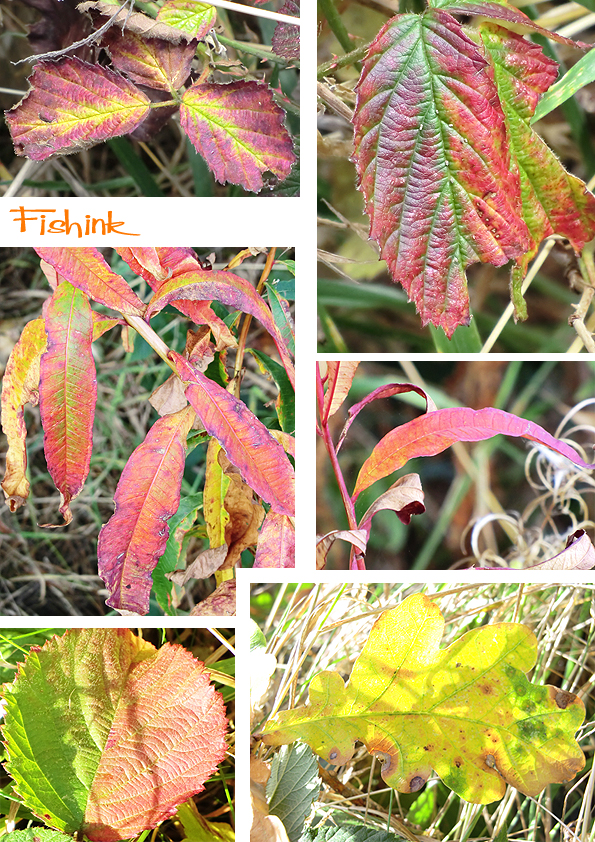 Fishinkblog 8210 Fishink Walks Dunham Massey 3