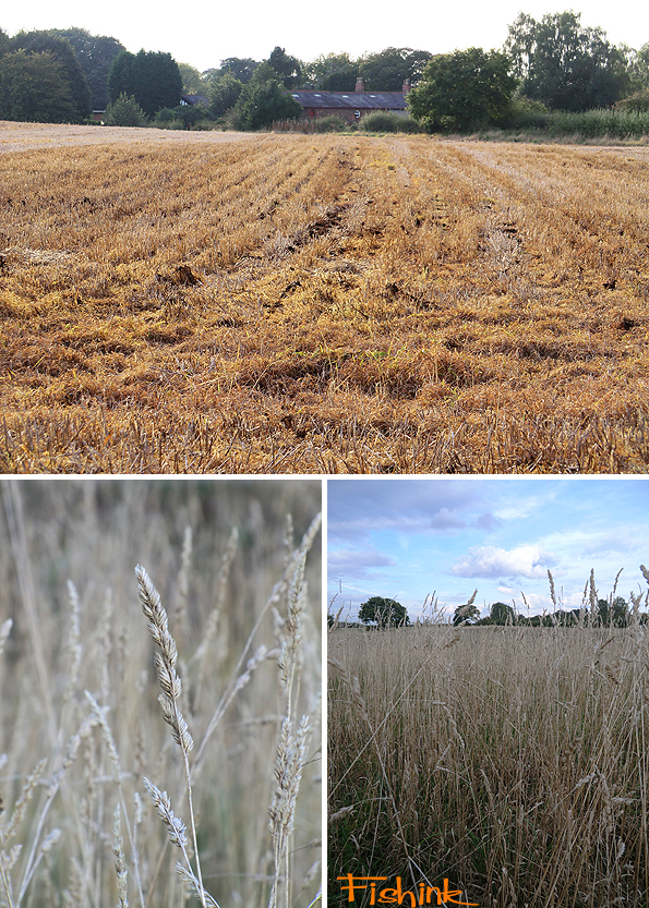 Fishinkblog 8213 Fishink Walks Dunham Massey 6