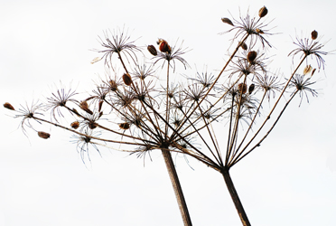 Fishinkblog 8215 Fishink Walks Dunham Massey 8