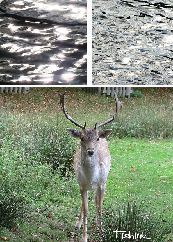 Fishinkblog 8216 Fishink Walks Dunham Massey 9