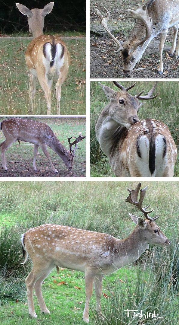 Fishinkblog 8217 Fishink Walks Dunham Massey 10