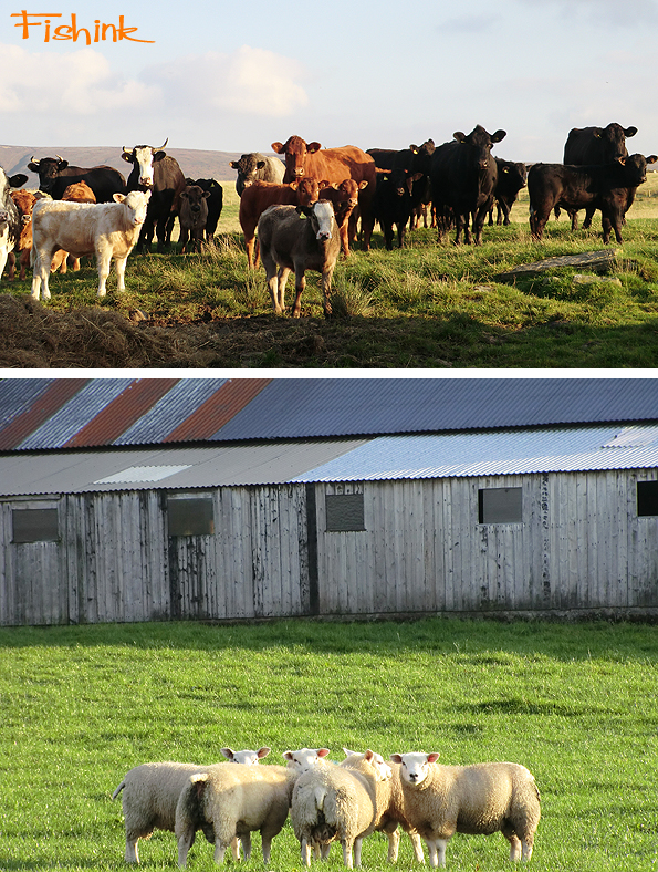 Fishinkblog 8235 Fishink Camping 5