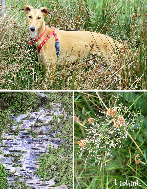 Fishinkblog 8242 Fishink Camping 12