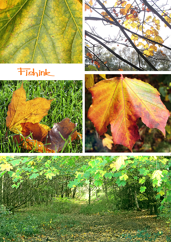 Fishinkblog 8326 Boo in Autumn 1