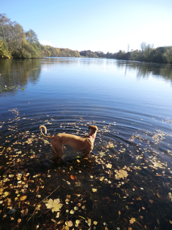 Fishinkblog 8330 Boo in Autumn 5