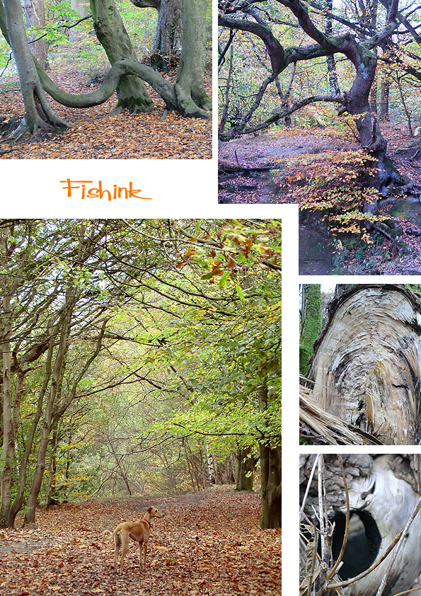 Fishinkblog 8332 Boo in Autumn 7