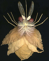 Fishinkblog 8417 Nora Fok 6