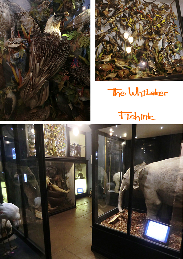 Fishinkblog 8610 The Whitaker 4