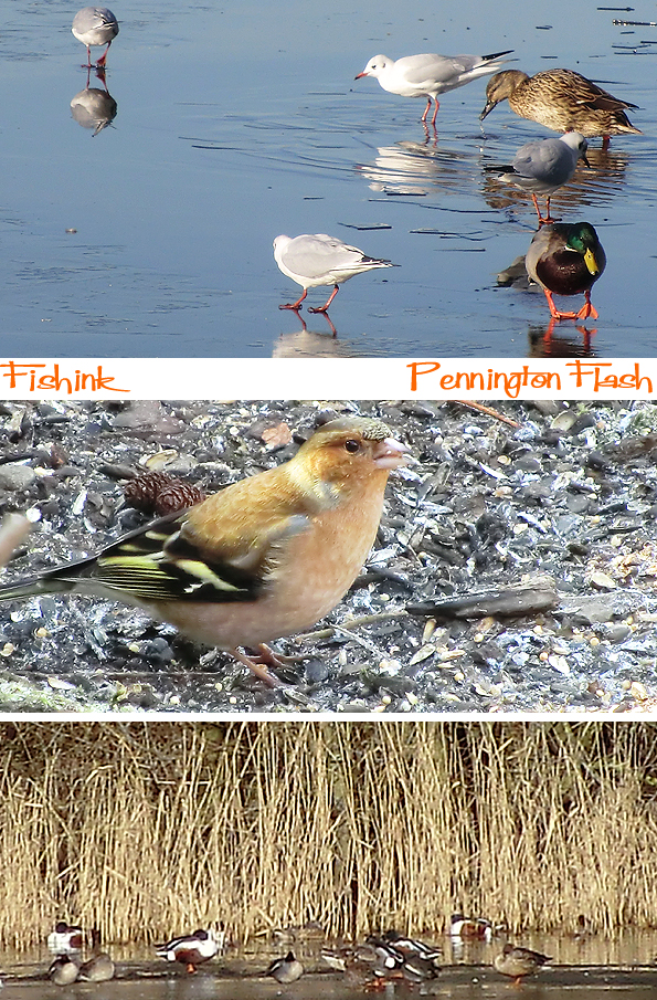 Fishinkblog 8764 Pennington Flash birds 6