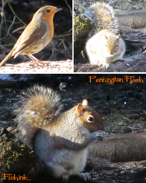 Fishinkblog 8766 Pennington Flash birds 8