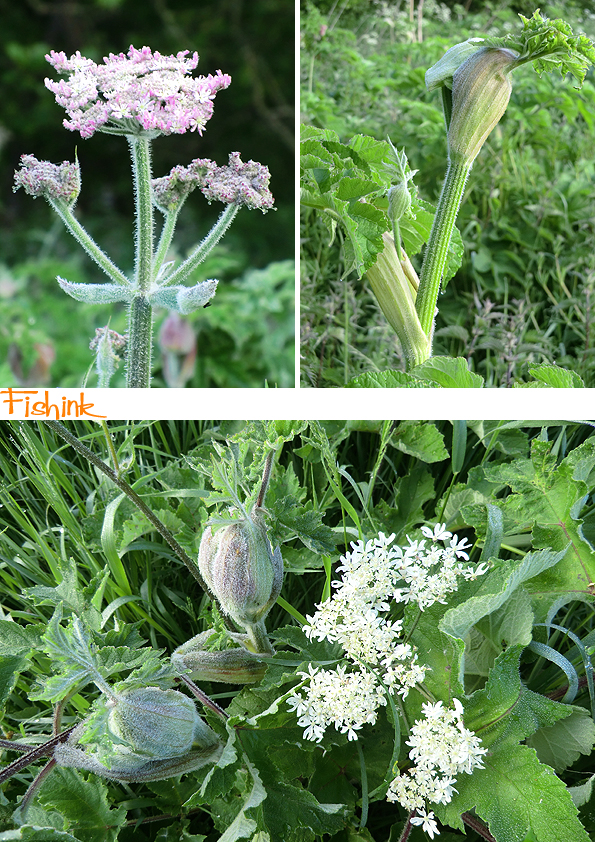 Fishinkblog 9210 Fishink Walk 4