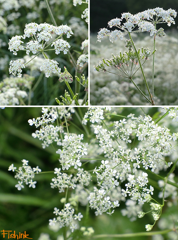 Fishinkblog 9212 Fishink Walk 6