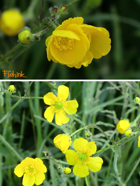 Fishinkblog 9215 Fishink Walk 9