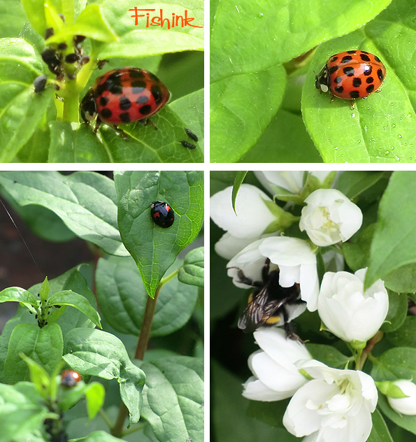 Fishinkblog 9280 Fishink in the garden 2