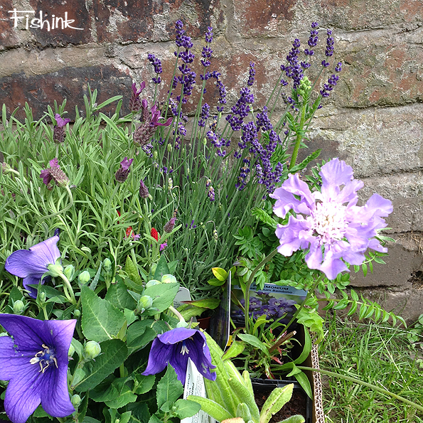 Fishinkblog 9282 Fishink in the garden 4