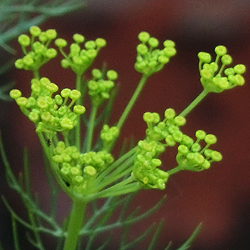 Fishinkblog 9284 Fishink in the garden 6