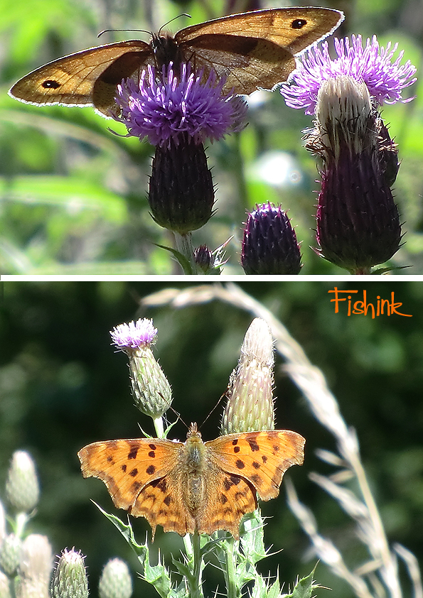 Fishinkblog 9406 Fishink Walk 1